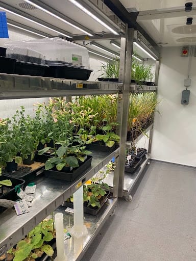 plants in a room